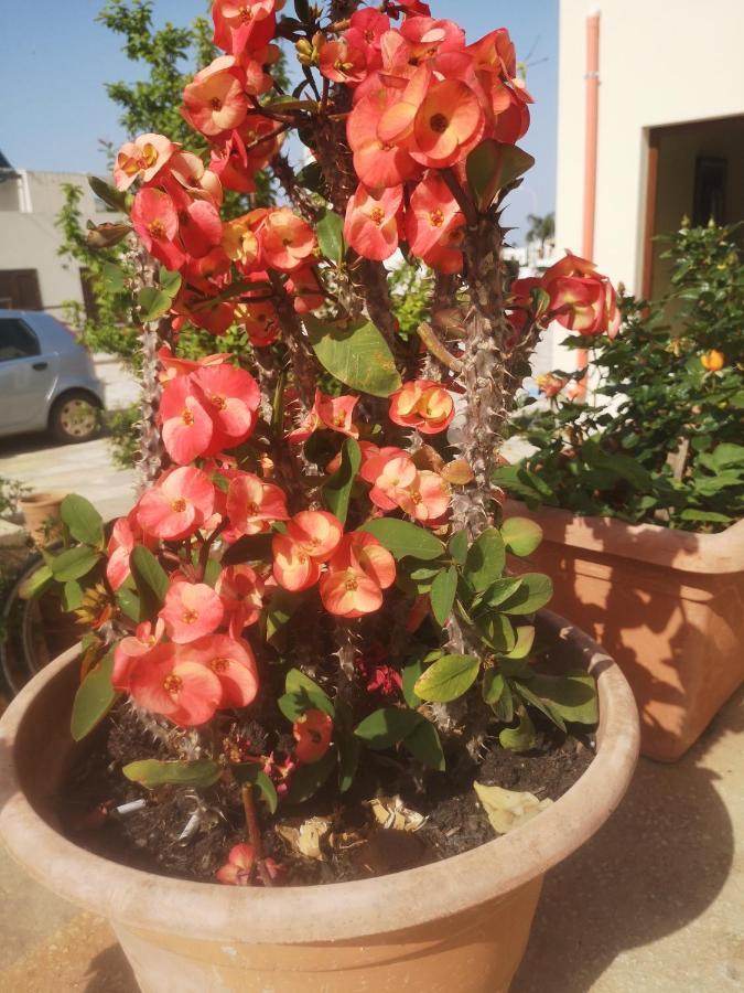 Casa Vacanza Da Samuele San Vito Lo Capo Dış mekan fotoğraf